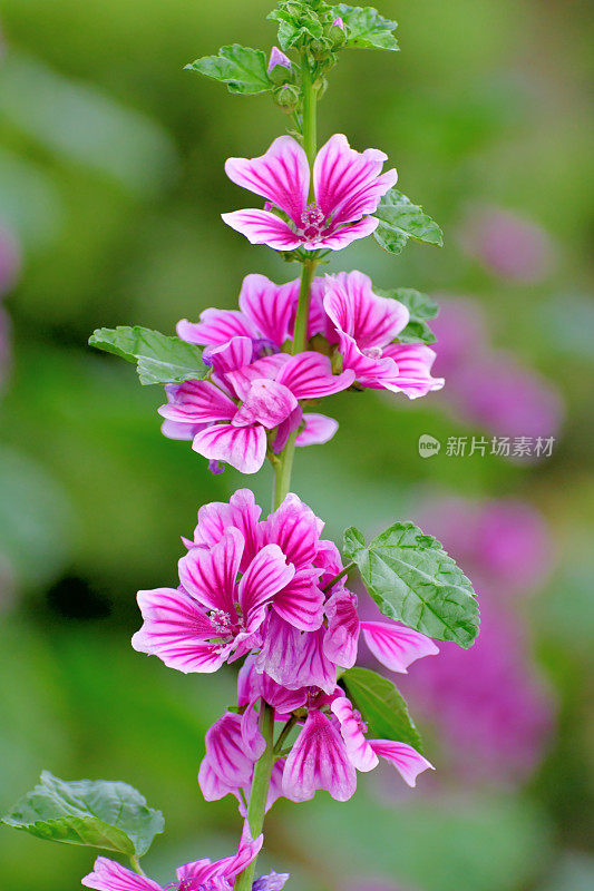 通常是Mallow / Malva Mauritiana / Malva Sylvestris